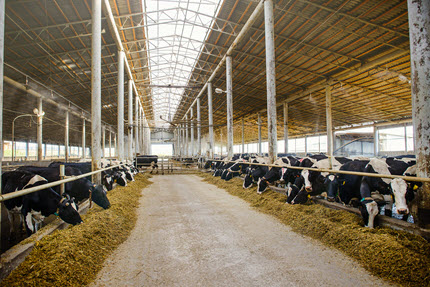 Solar Hot Water Heaters for Dairy Farms